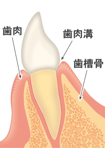 健康な歯茎